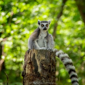 Lemur Catta Parc Animalier d'Auvergne juin 2023 by @NataFranceAuvergne-1622 (13)
